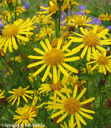 Senecio alpinus herttavillakko